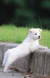 精美|可爱白色小狗动物高清手机壁纸
