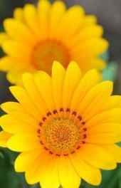 菊花|黄色菊花美丽花朵可爱高清手机壁纸