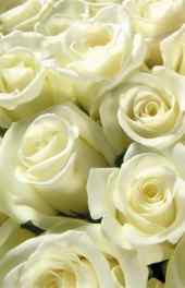 白玫瑰|白玫瑰植物高清手机壁纸