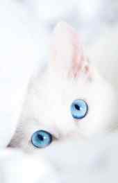 可爱|可爱白猫的蓝色眼眸高清手机壁纸