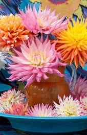 花卉|唯美彩色菊花盆栽植物高清手机壁纸