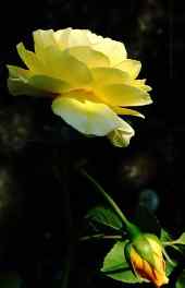 荷花|白色荷花花朵唯美植物摄影高清手机壁纸大全