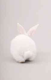 摄影|白色毛茸茸兔兔动物高清手机壁纸大全