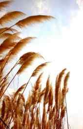 麦穗|麦穗图片高清手机壁纸大图