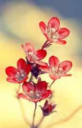 花卉|红色鲜花朵