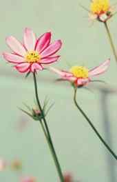 花卉|粉色雏菊唯美植物摄影可爱高清手机壁纸