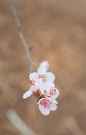 桃花|粉红桃花微观写真植物高清手机壁纸大全