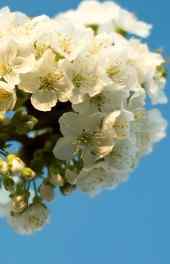 花卉|白色桃花花朵图片小清新高清手机壁纸