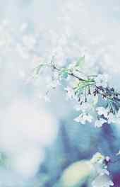 微观|白色花卉浪