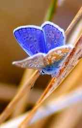 蝴蝶|蓝色蝴蝶高清手机壁纸