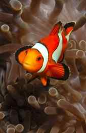 海底世界|美丽可爱的小丑鱼高清手机壁纸