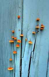 蘑菇图片|美丽的
