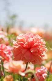花卉|红色花朵自然植物摄影高清手机壁纸大全