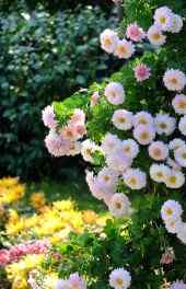 花卉|白粉色花朵