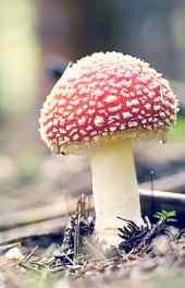非主流|非主流彩色蘑菇唯美摄影高清手机壁纸