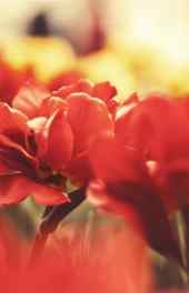 红色花朵高清手机
