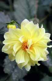 花卉|唯美黄色菊花植物摄影可爱高清手机壁纸