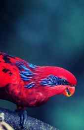 小鸟|红毛小鸟高清手机壁纸