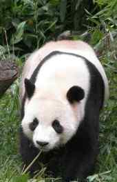 可爱|可爱大熊猫高清手机壁纸