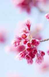 樱花|樱花雪月唯美风景高清手机壁纸