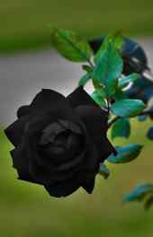 玫瑰|黑色玫瑰植物摄影可爱手机壁纸