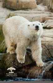 可爱|憨厚可爱的北极熊高清手机壁纸