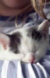 躺在主人怀里睡觉中的小猫高清手机壁纸