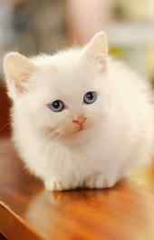 猫咪|可爱白色猫咪动物高清手机壁纸大全