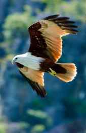 飞翔|飞翔的老鹰高清手机壁纸