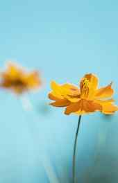 花卉|黄色花朵微观摄影小清新高清手机壁纸
