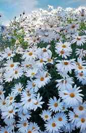 雏菊|白色雏菊植物微观摄影手机壁纸