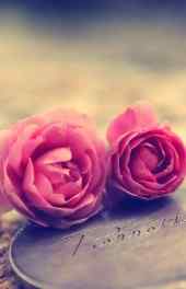 花朵|玫瑰花束图片可爱高清手机壁纸
