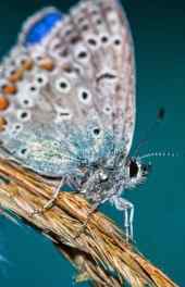 美丽|美丽蝴蝶动物高清手机壁纸