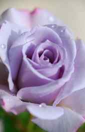 玫瑰|紫色玫瑰花