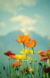 花卉|花朵壁纸可爱高清手机壁纸图片
