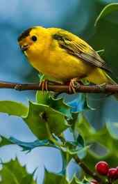 小鸟|黄色小鸟动物高清手机壁纸
