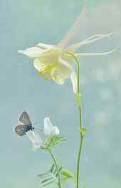 花卉|美丽蝴蝶兰花静物植物摄影手机壁纸