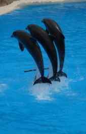 可爱|可爱动物海豚的高清手机壁纸
