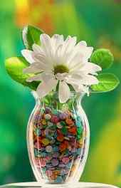 花卉|彩色石子白色花卉摄影高清手机壁纸