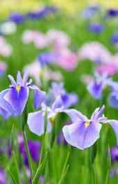 紫色|紫色鸢尾花