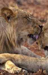 两头狮子拥吻高清
