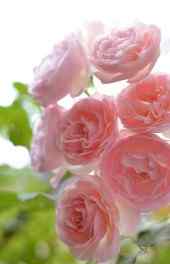 粉玫瑰|粉玫瑰鲜花朵朵免费高清手机壁纸