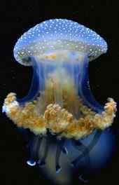 水母|多彩水母动物摄影可爱高清手机壁纸