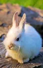 白色|可爱的兔子高清手机壁纸