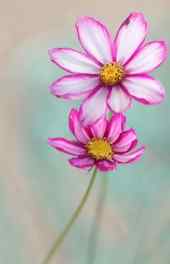 花卉|紫白色花朵植物摄影高清手机壁纸大全