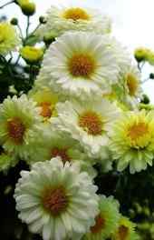 菊花|白色菊花花丛植物小清新高清手机壁纸
