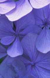 花朵|紫色花瓣唯美植物高清手机壁纸
