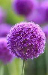 唯美|唯美紫色植物高清手机壁纸