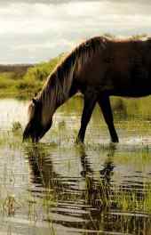 动物|小马喝水高清手机壁纸