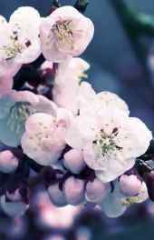 桃花|紫色桃花花朵图片精美高清手机壁纸